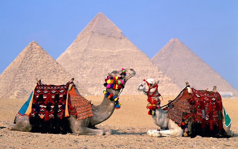 Egyptian Pyramids and Camels